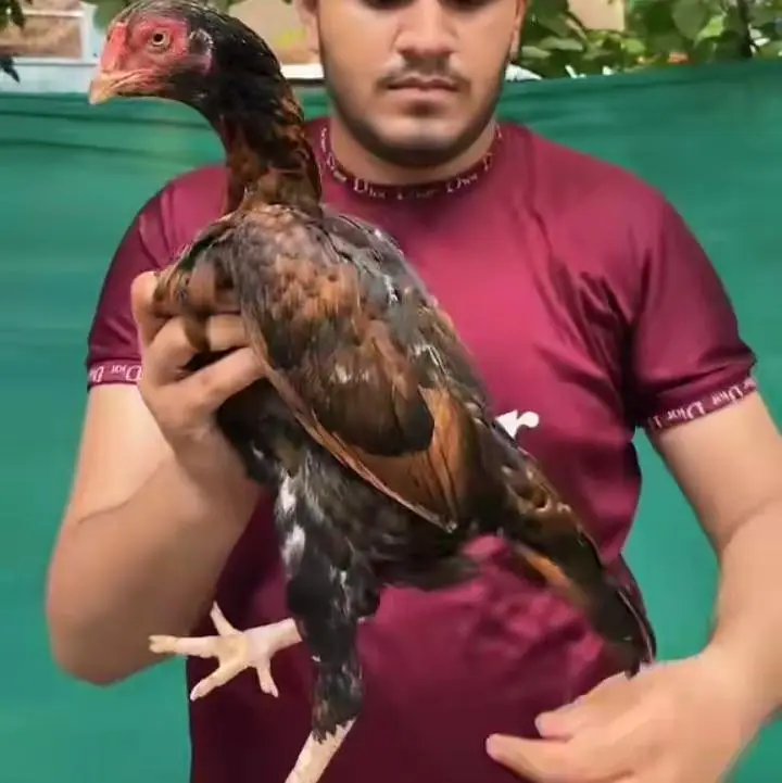 Aseel hen — photo 2