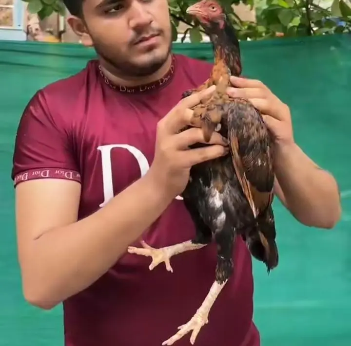 Aseel hen — photo 4