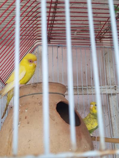 lutino red eyes breeder pair king size me h
