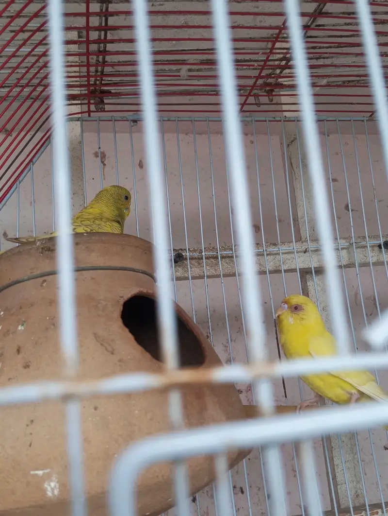lutino red eyes breeder pair king size me h — photo 2