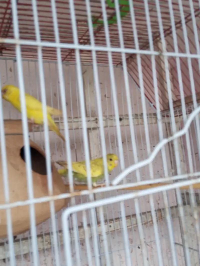 lutino red eyes breeder pair king size me h — photo 3