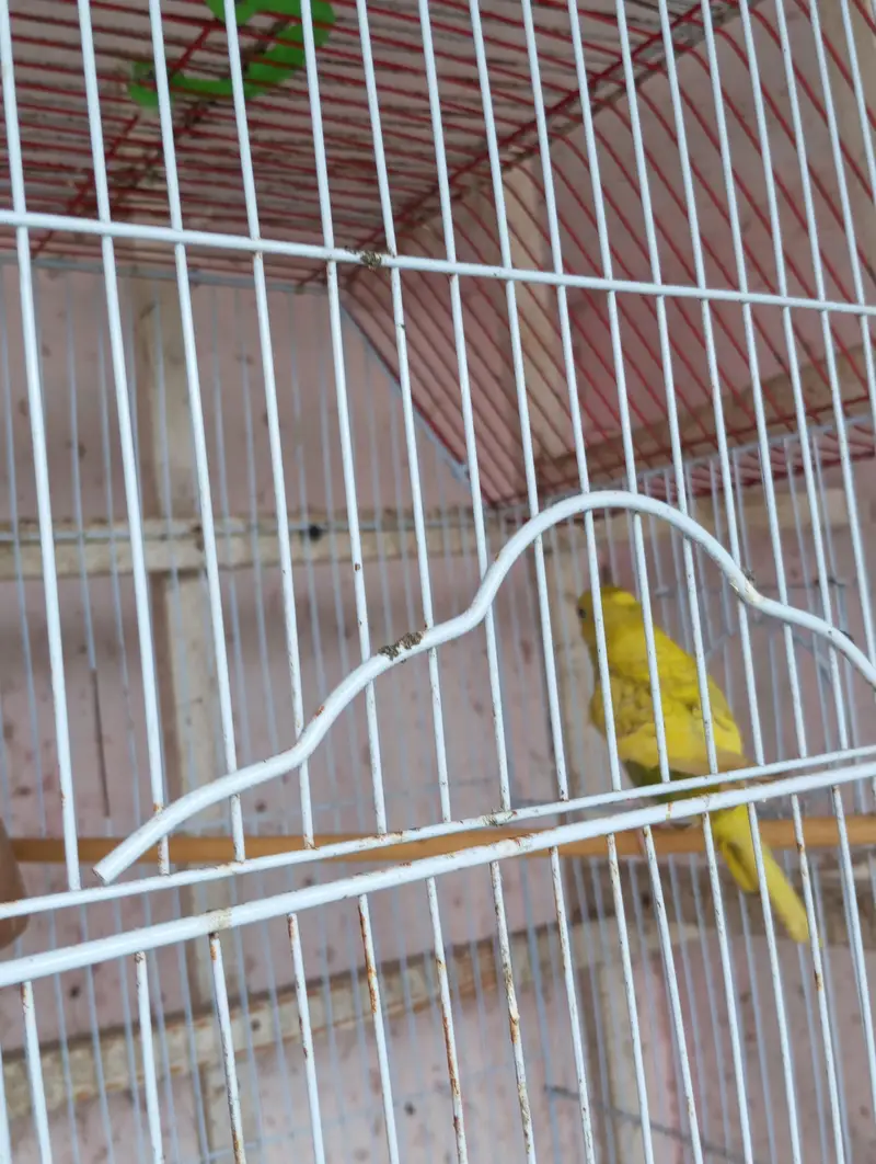 lutino red eyes breeder pair king size me h — photo 4