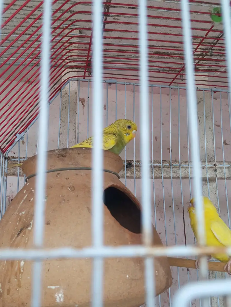 lutino red eyes breeder pair king size me h — photo 5