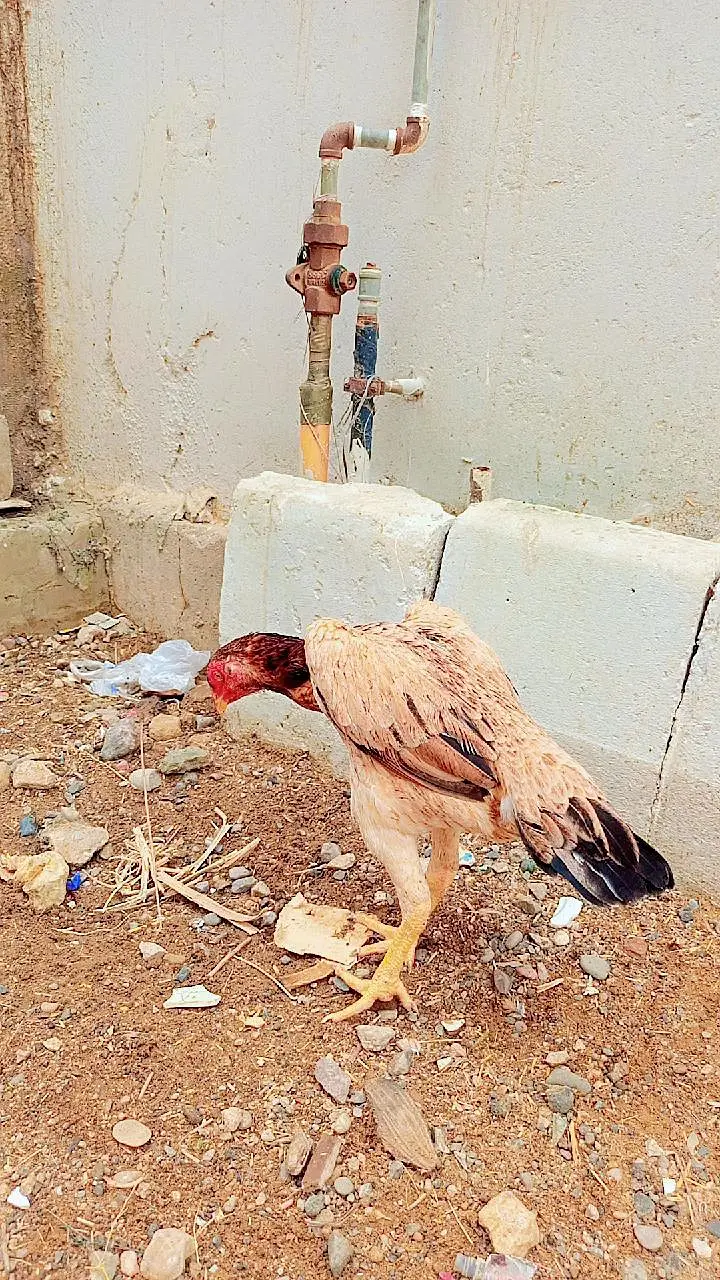 long hight female ha — photo 2