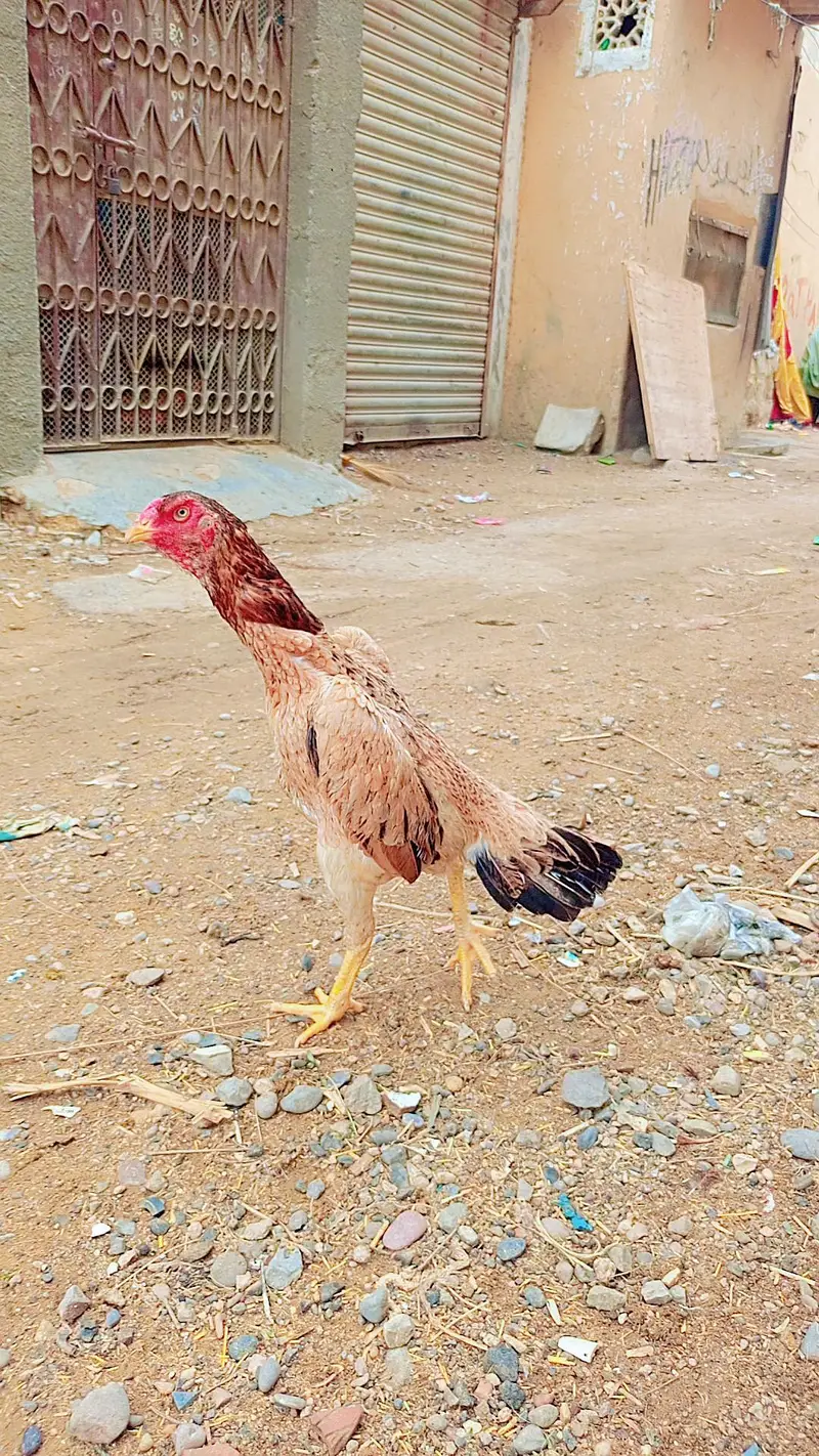 long hight female ha — photo 3