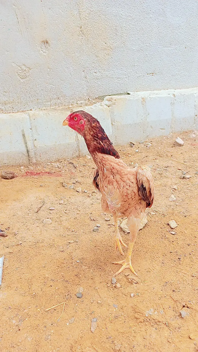 long hight female ha — photo 4