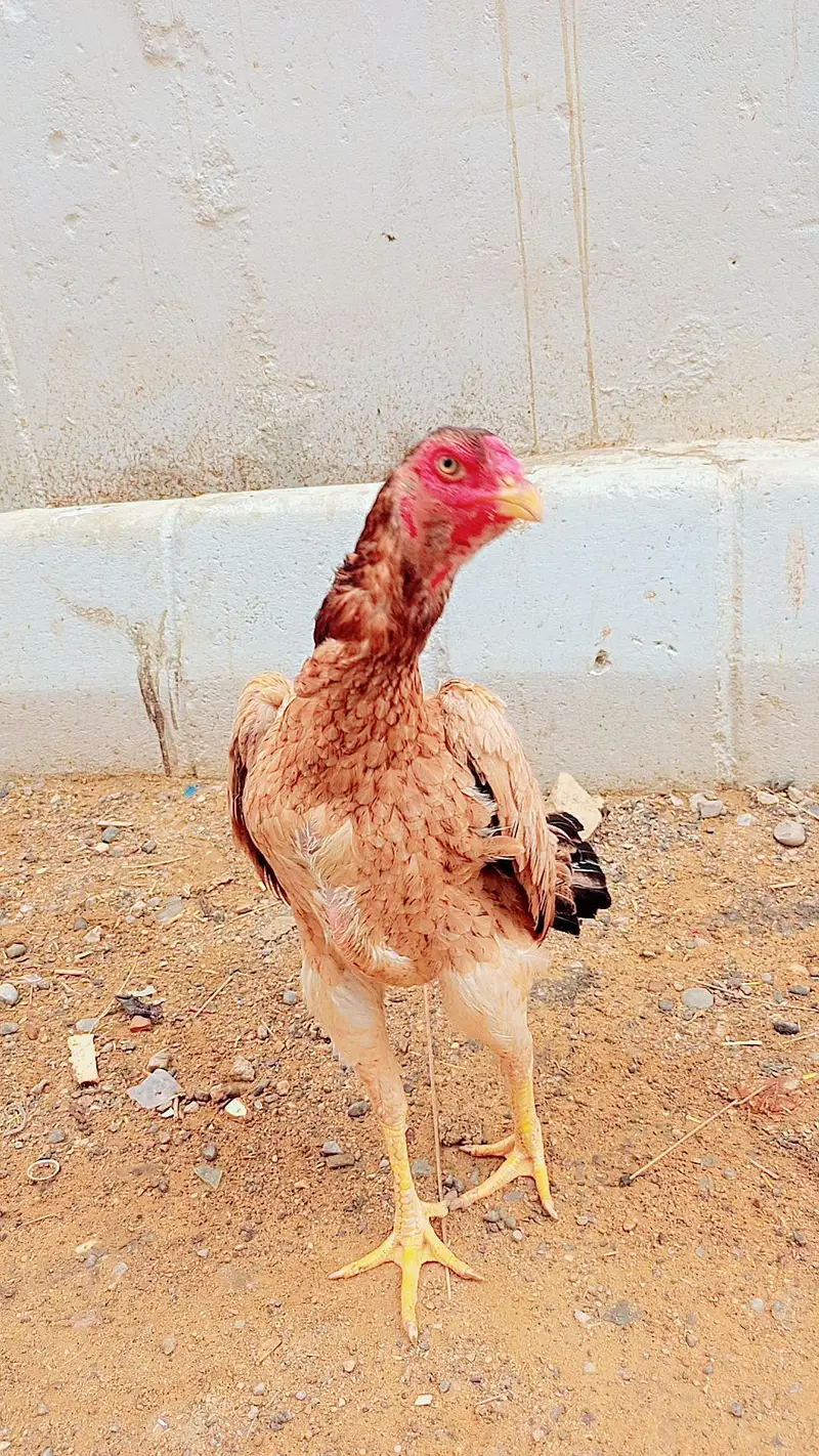 long hight female ha — photo 5