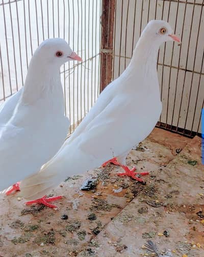 2 white femal patti wali for sale. .