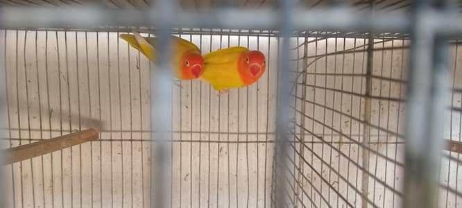 Fisher love bird set pairs