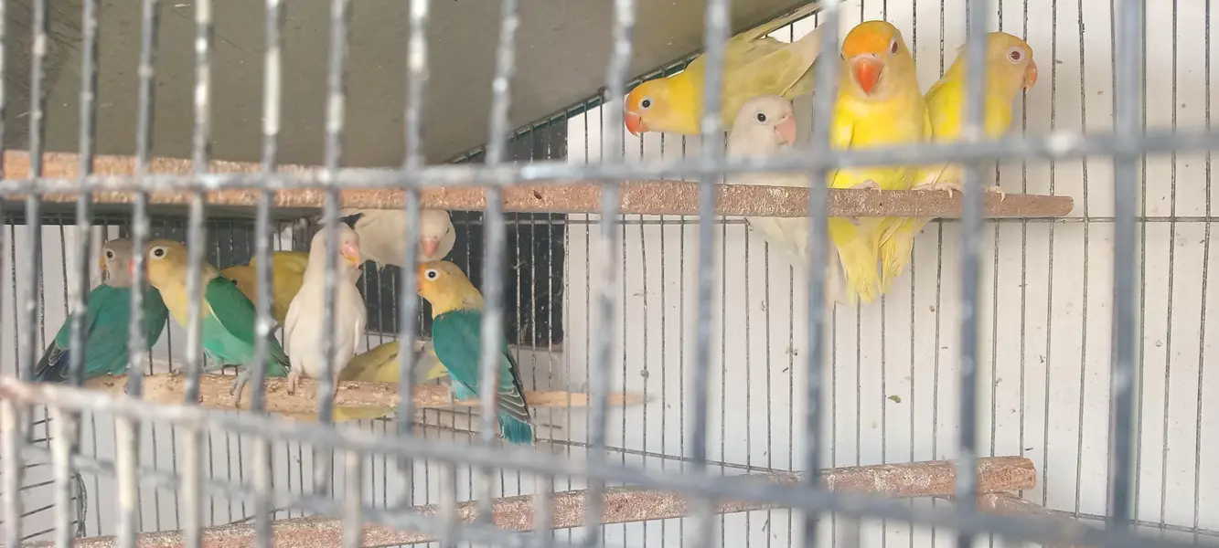 Fisher love bird set pairs and cages — photo 2