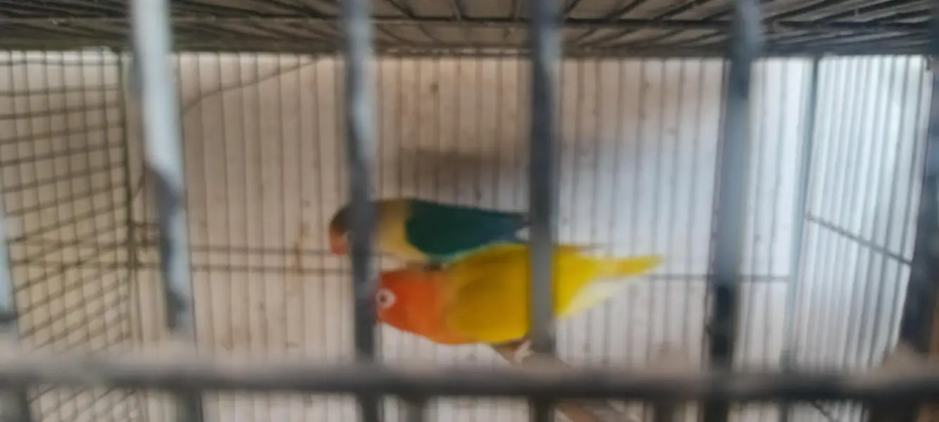 Fisher love bird set pairs and cages — photo 3