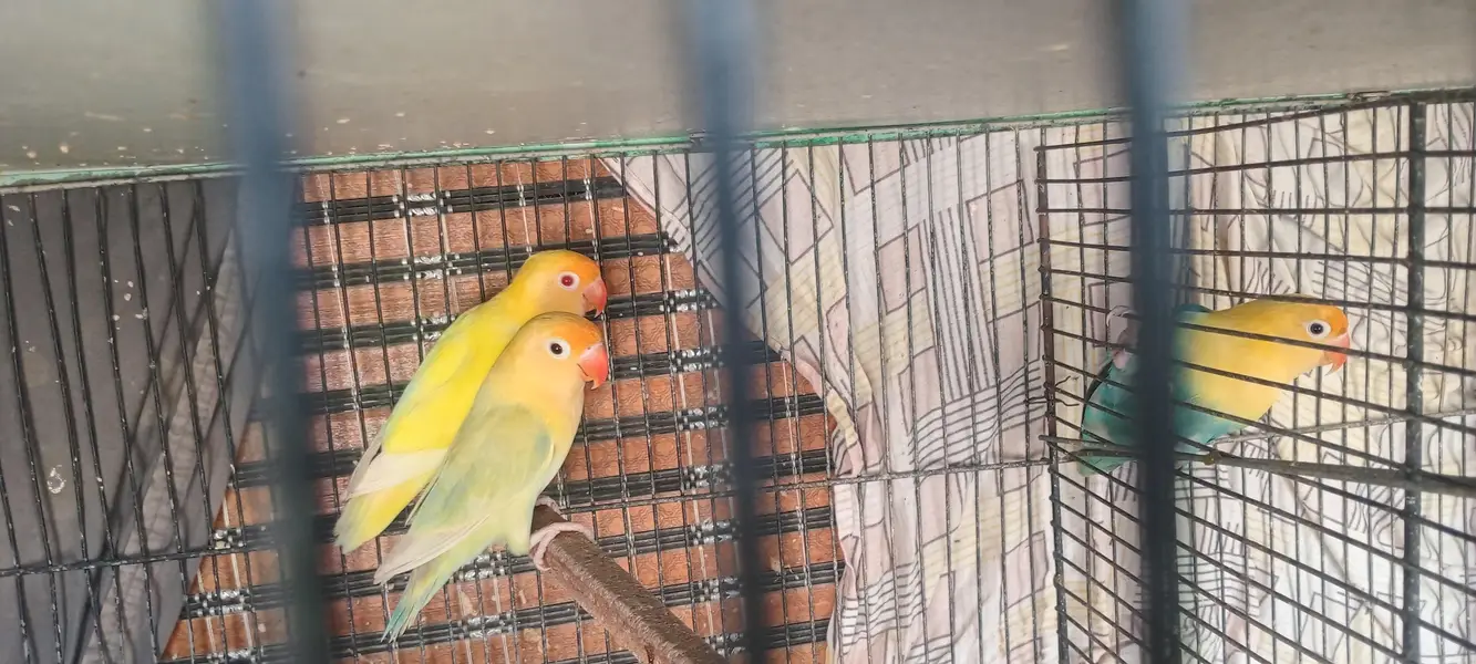 Fisher love bird set pairs and cages — photo 4