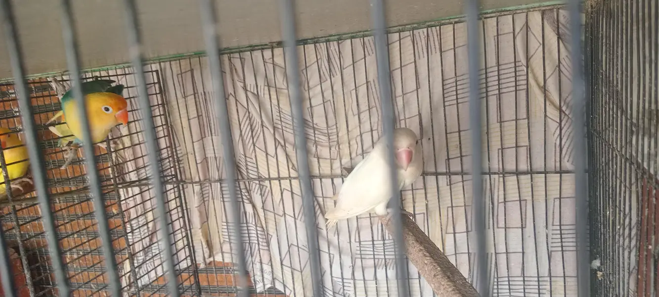 Fisher love bird set pairs and cages — photo 8