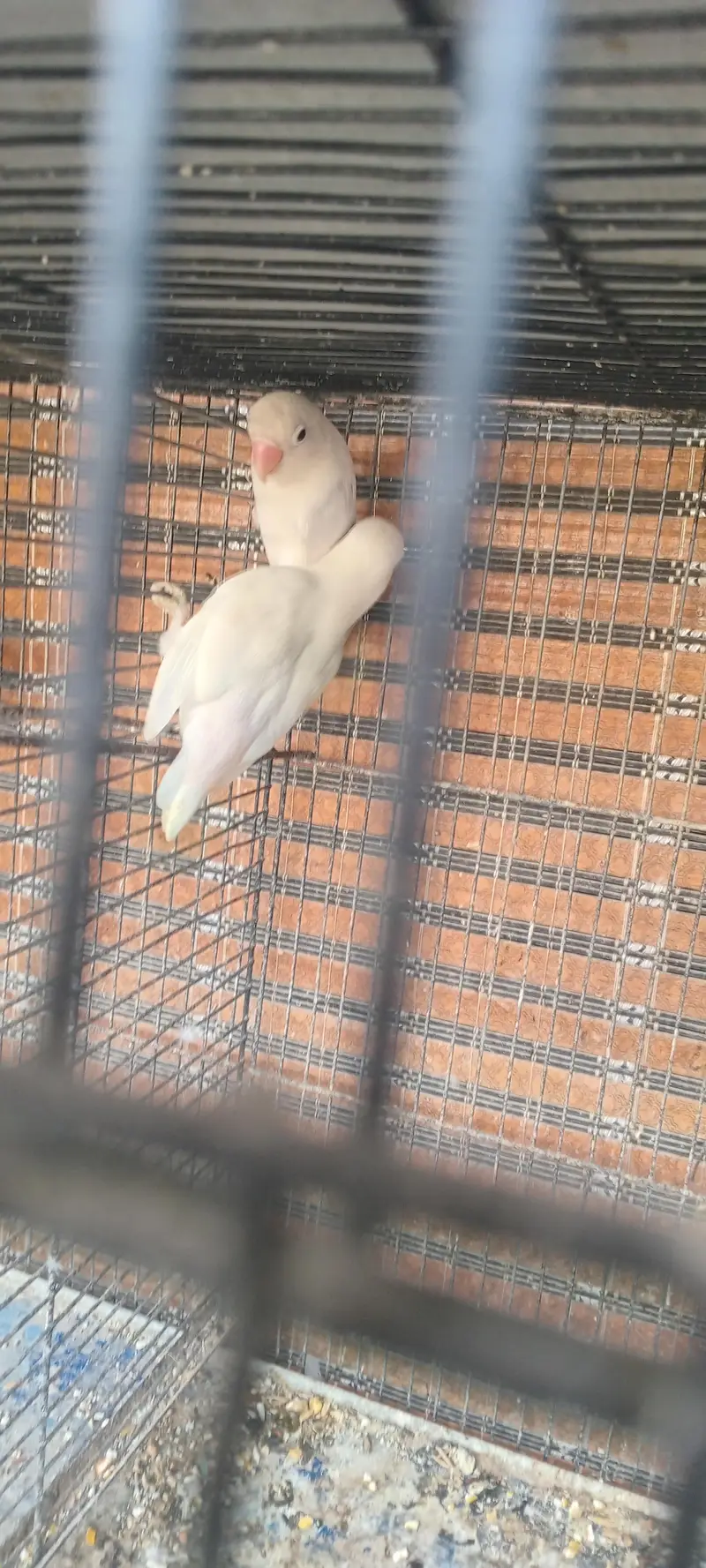 Fisher love bird set pairs and cages — photo 9