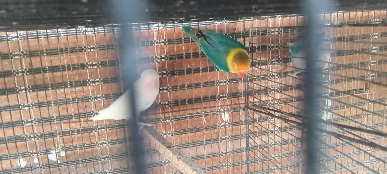 Fisher love bird set pairs and cages — photo 10