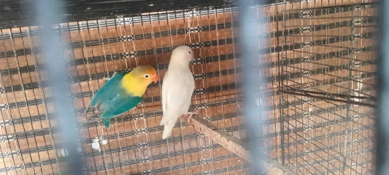 Fisher love bird set pairs and cages — photo 11