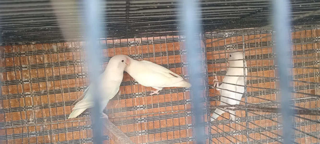Fisher love bird set pairs and cages — photo 12