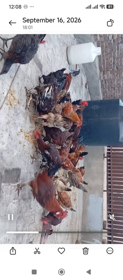 Desi misri golden murgiya murgy for sale