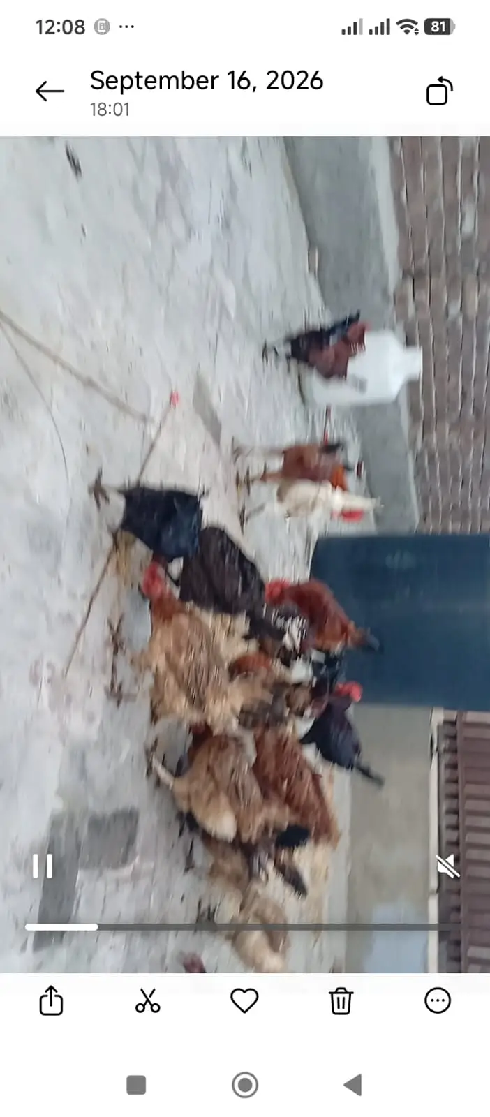 Desi misri golden murgiya murgy for sale — photo 2