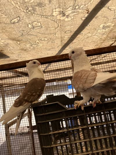 Santient breeder pair for sale
