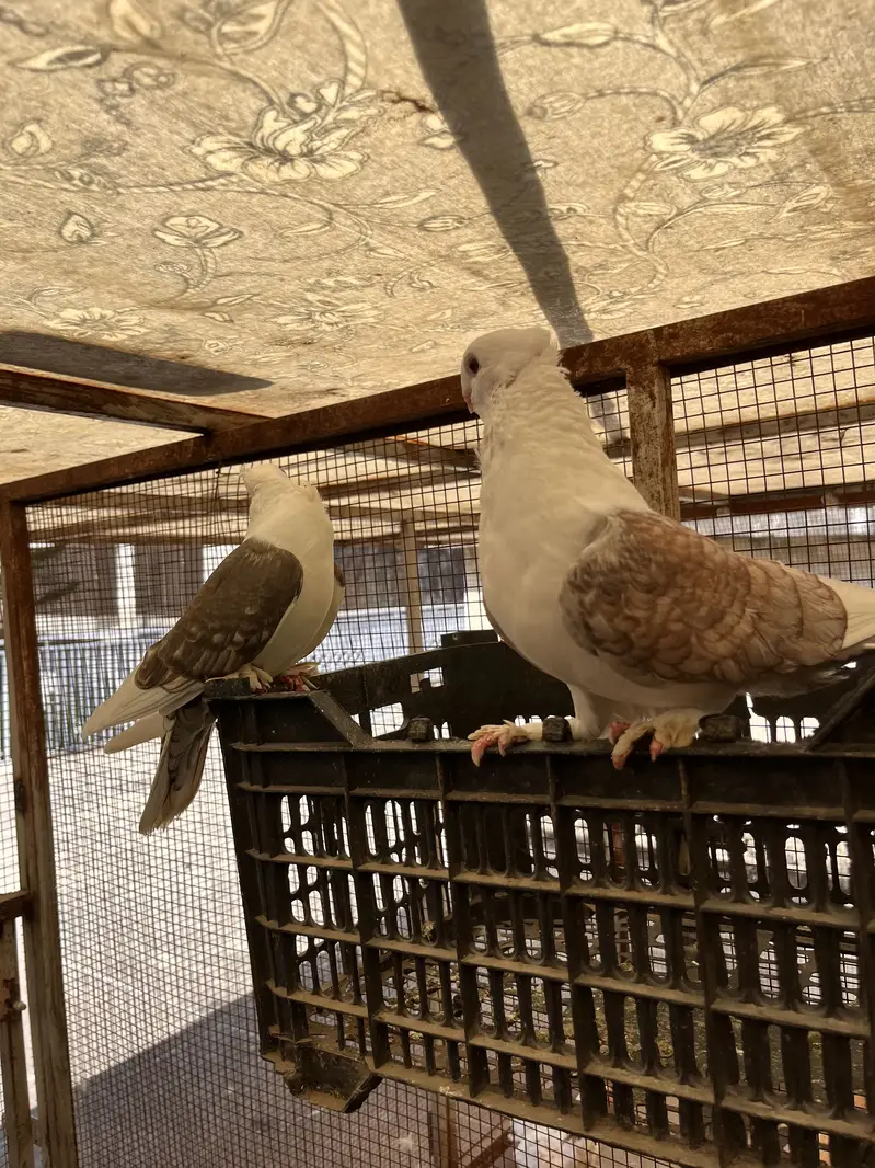 Santient breeder pair for sale — photo 2