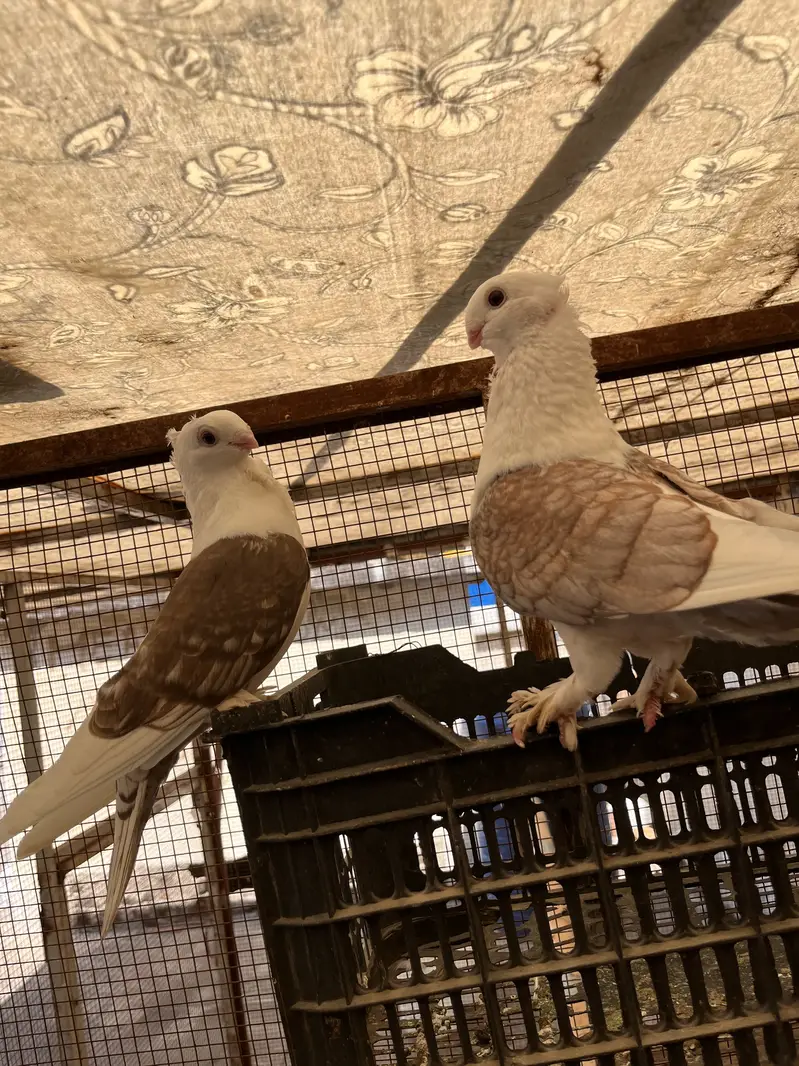 Santient breeder pair for sale — photo 3