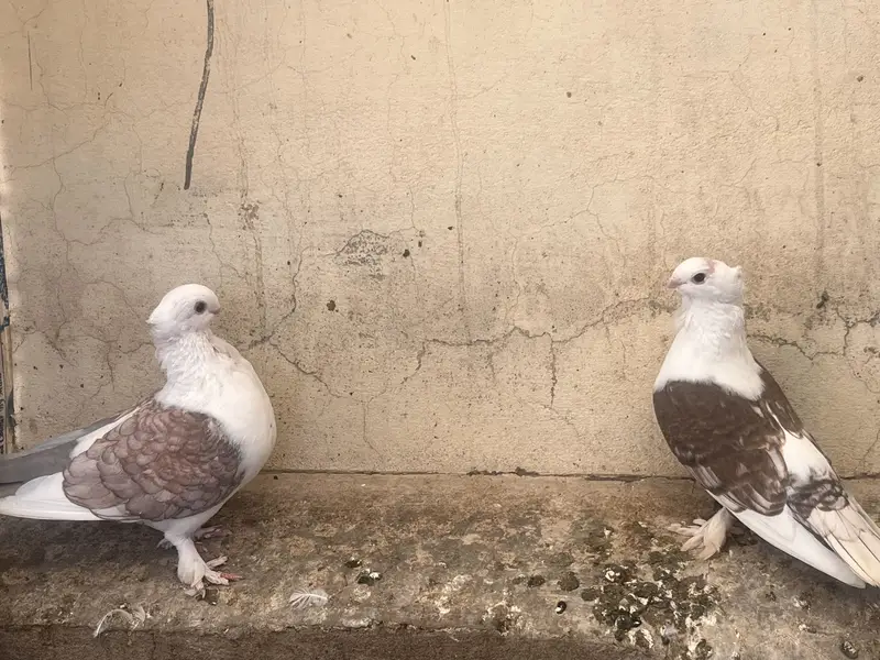 Santient breeder pair for sale — photo 4