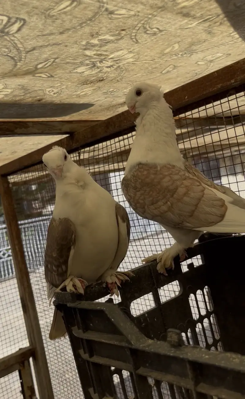 Santient breeder pair for sale — photo 5