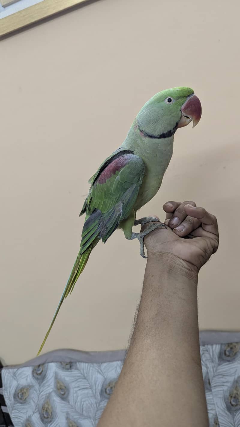 Raw parrot 0