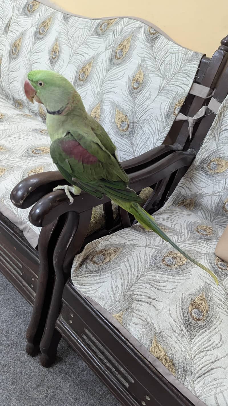 Raw parrot 1