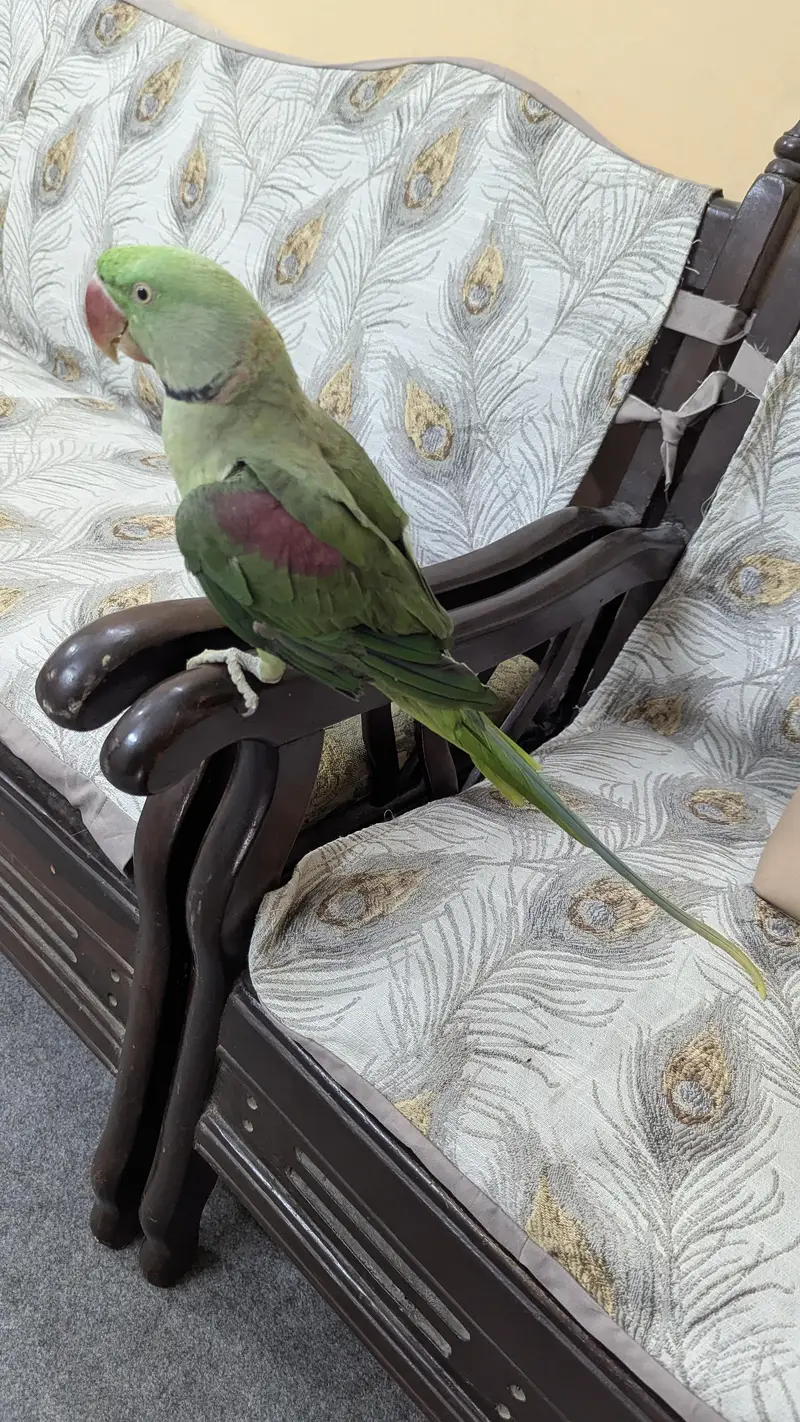 Raw parrot — photo 2