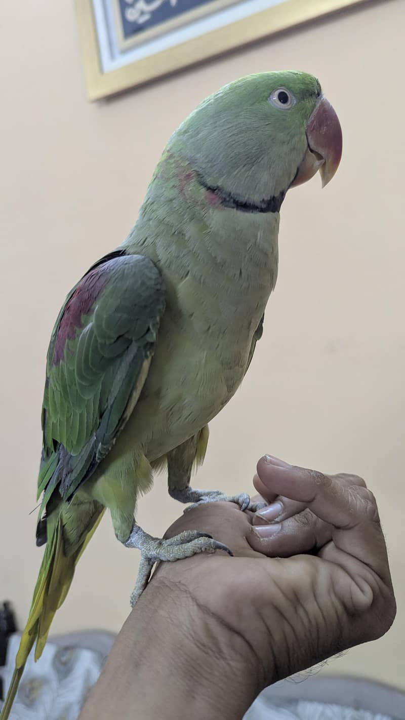 Raw parrot 2