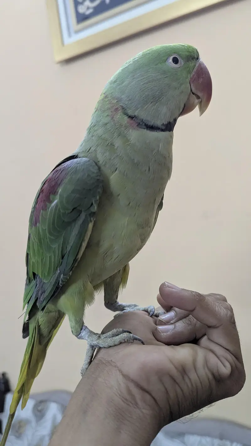 Raw parrot — photo 3