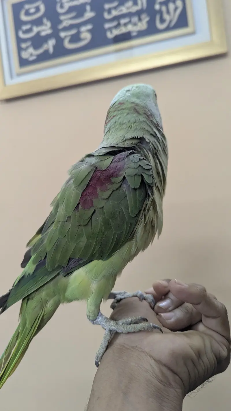 Raw parrot — photo 4
