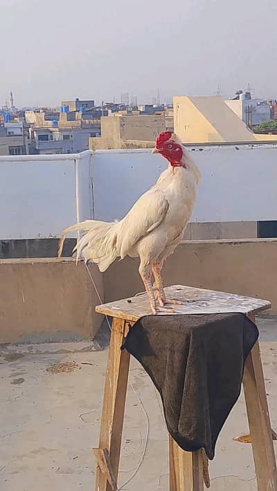 kamal