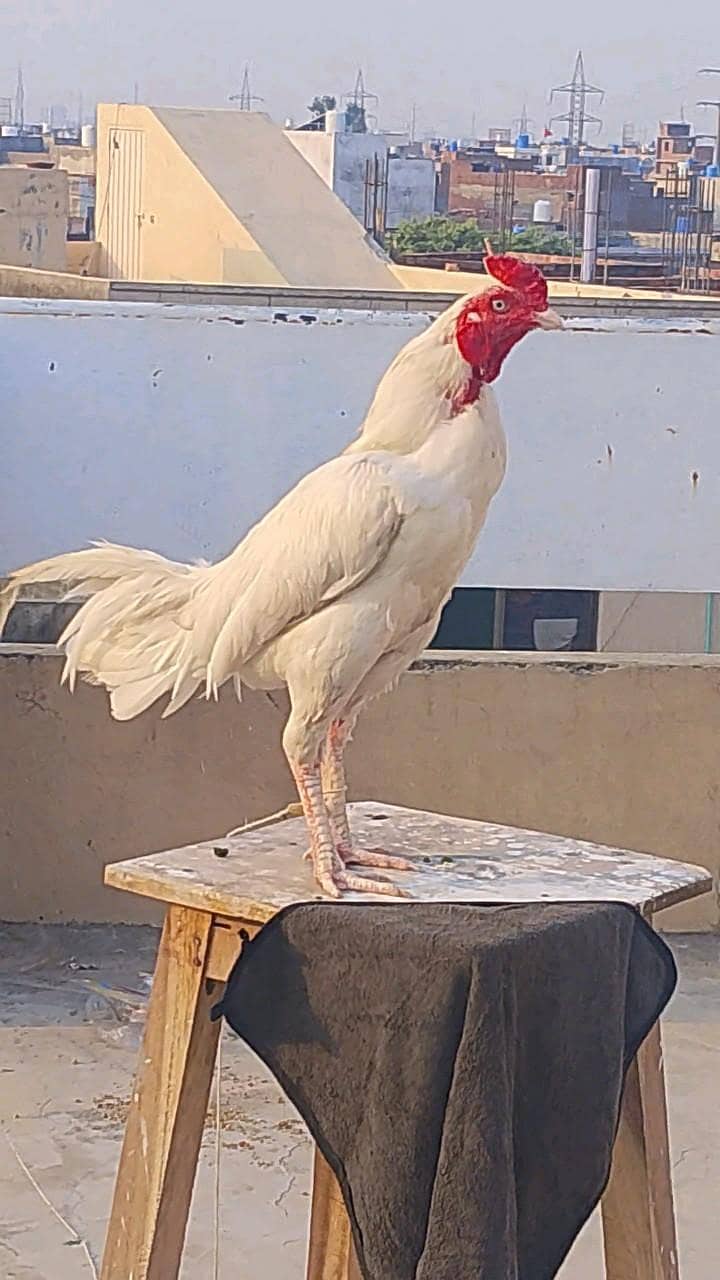 kamal 1