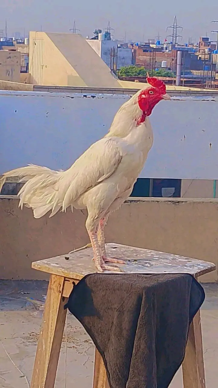 kamal — photo 3