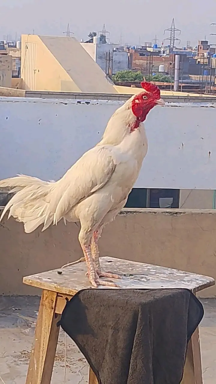 kamal — photo 4