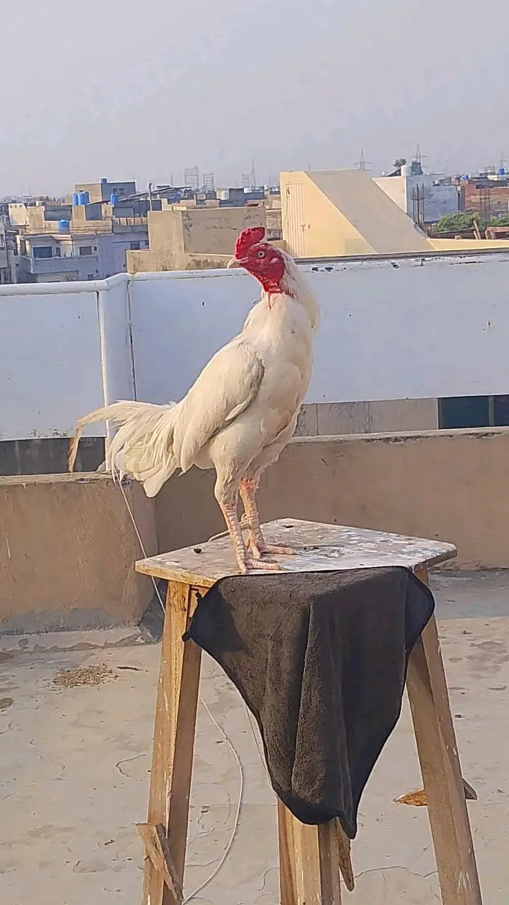 kamal — photo 5