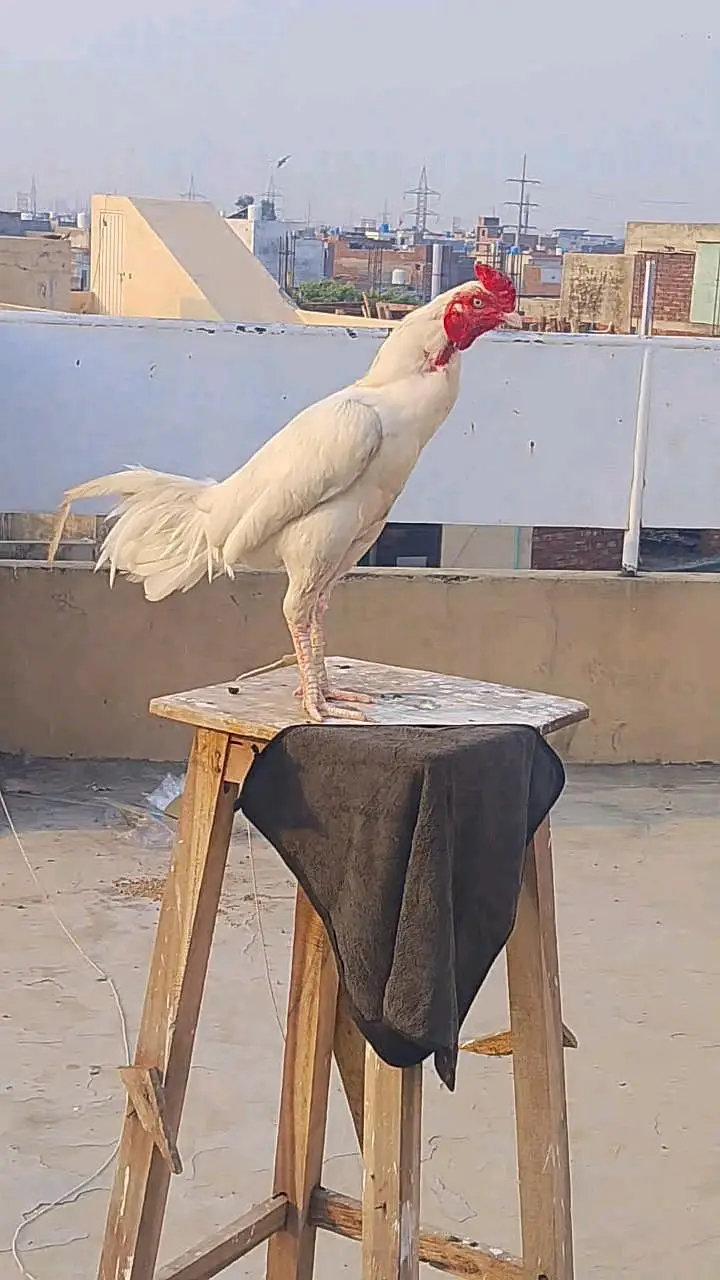 kamal — photo 6