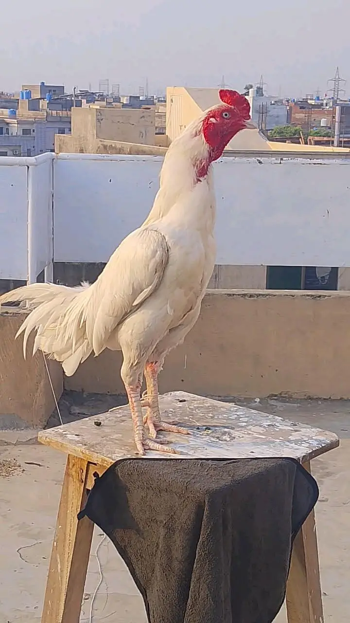 kamal — photo 7