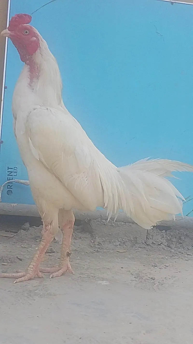 kamal — photo 8