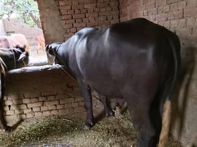 neeli Ravi Breeder for sale 60jb Shahbazpur
