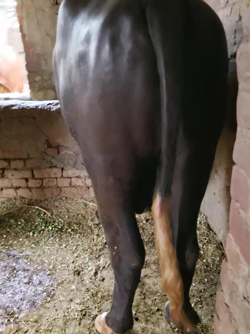 neeli Ravi Breeder for sale 60jb Shahbazpur — photo 2