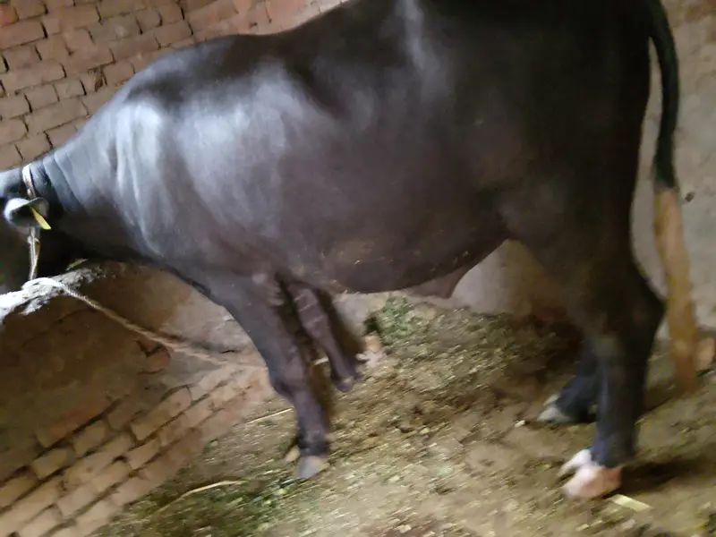 neeli Ravi Breeder for sale 60jb Shahbazpur — photo 3