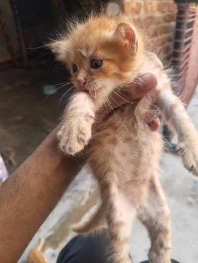 kitten for sell