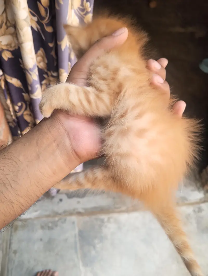 kitten for sell — photo 2