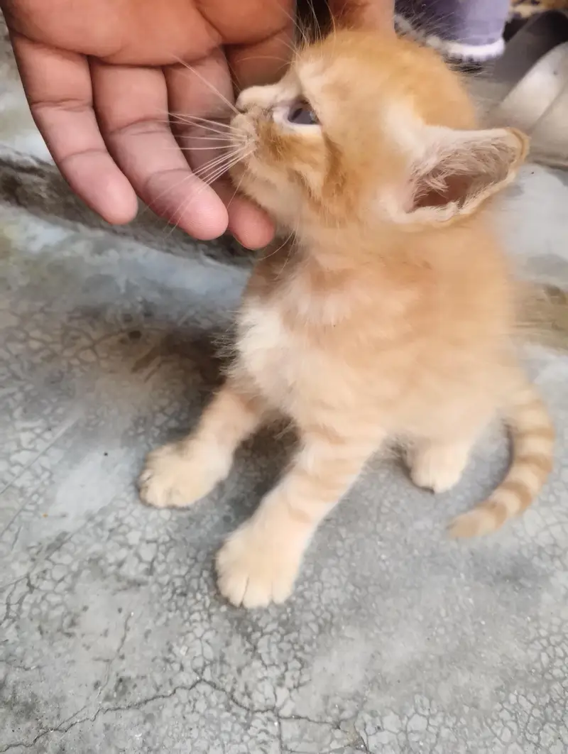 kitten for sell — photo 3