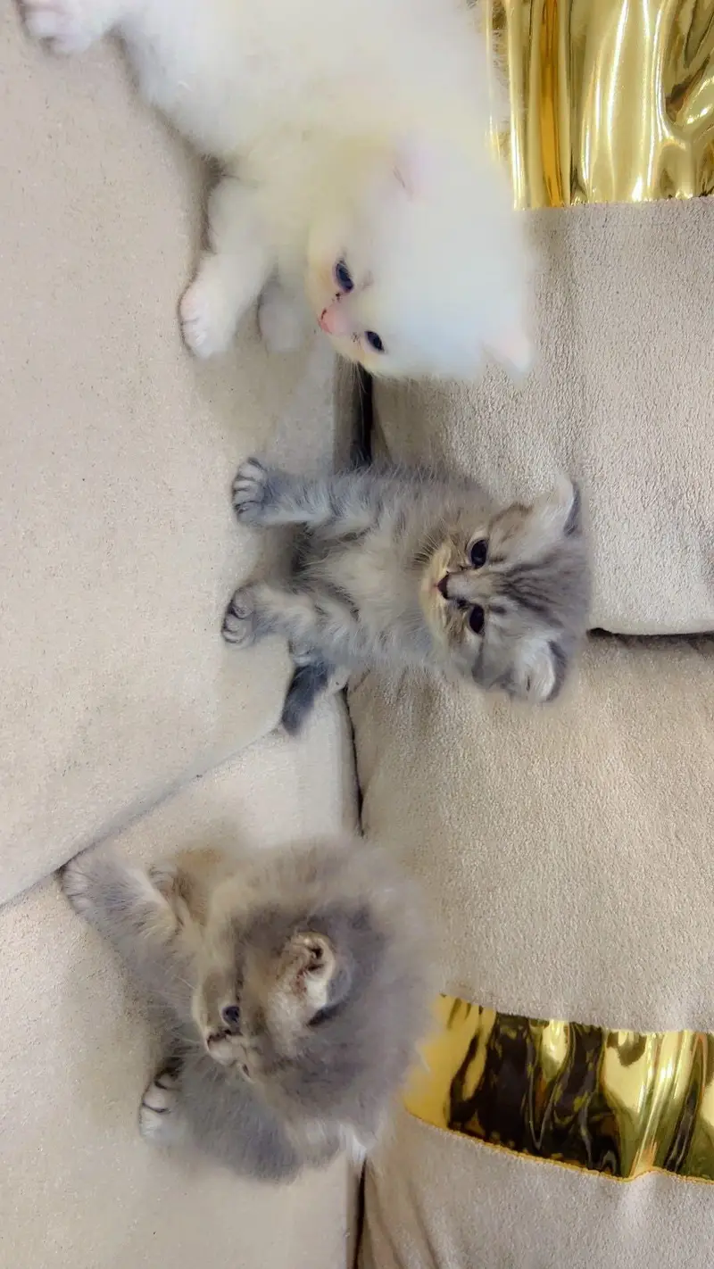 pure Persian beautiful kittens age 25 day 3 gray kittens and One white — photo 3