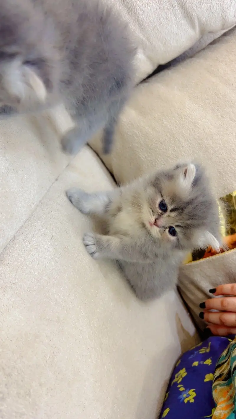 pure Persian beautiful kittens age 25 day 3 gray kittens and One white — photo 4